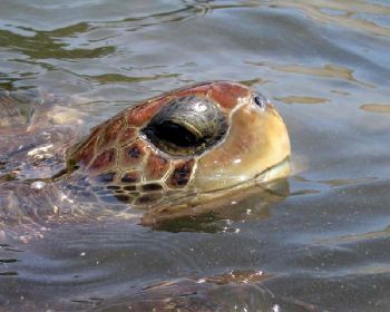 Sea Turtle coming up for air Grand Cayman by Michael Schlenk 